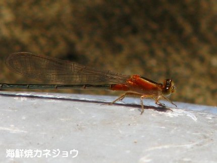 トンボ
