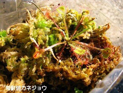 モウセンゴケ