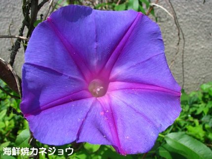 琉球あさがお