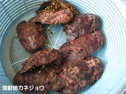 ゾウリエビ