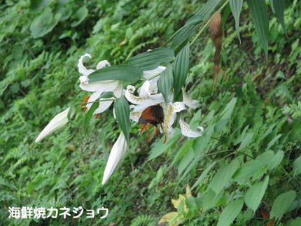 ヤマユリ