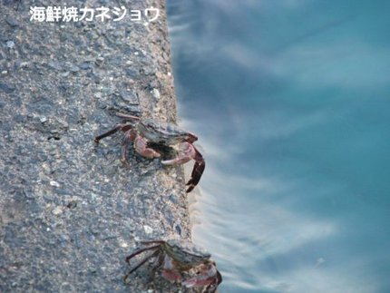 カニ