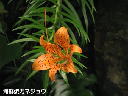 黄金崎のイワトユリ