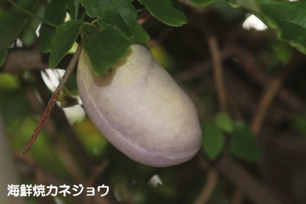 三つ葉アケビ