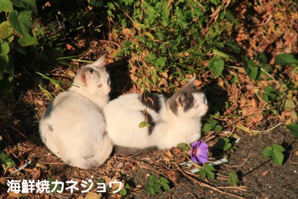 野良猫