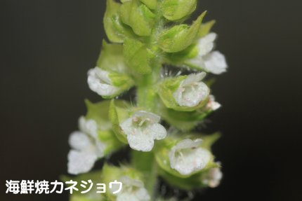 アオジソ