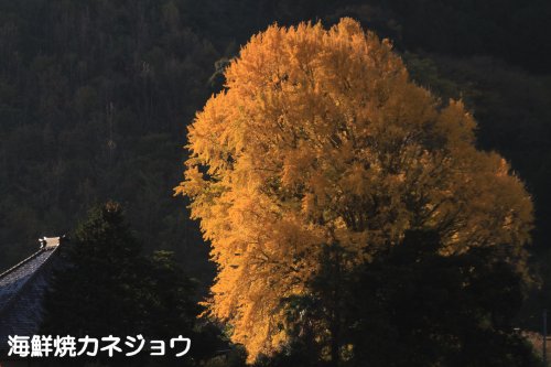 永明寺の大イチョウ