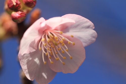 宇久須神社の椿寒桜が開花