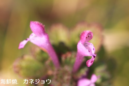 ホトケノザ