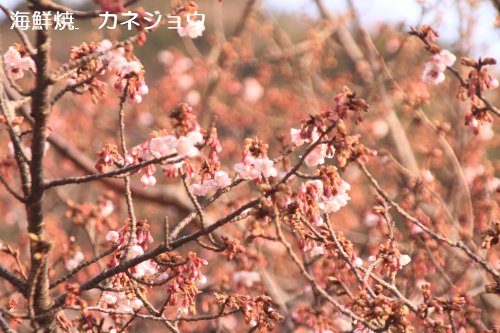 宇久須神社の椿寒桜