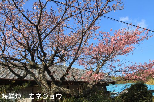 咲き分ける土肥桜