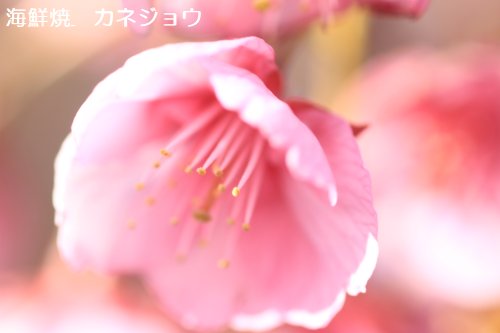 薄墨桜下の土肥桜