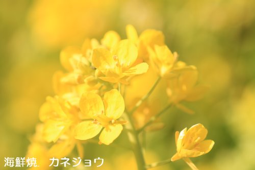 八木沢の菜の花