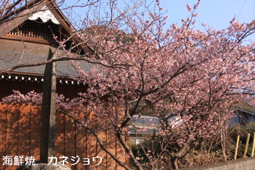 宇久須神社の椿寒桜