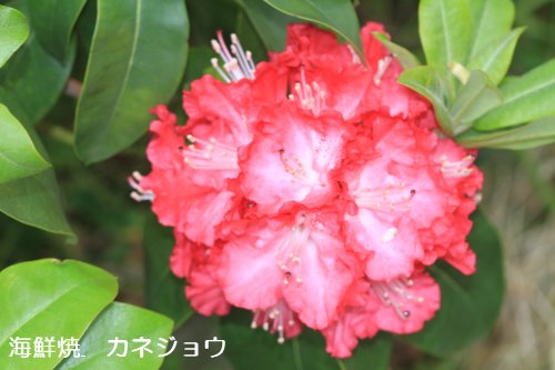 越の炎