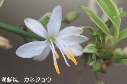 オリヅルラン