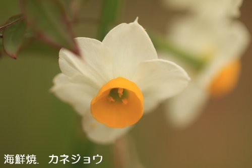 水仙