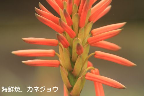 アロエの花