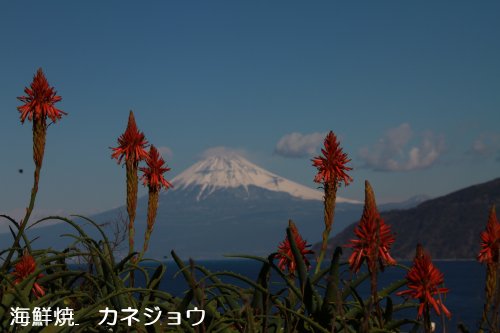 アロエと富士山２６日