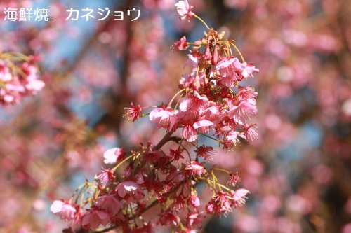 土肥桜散り始め？