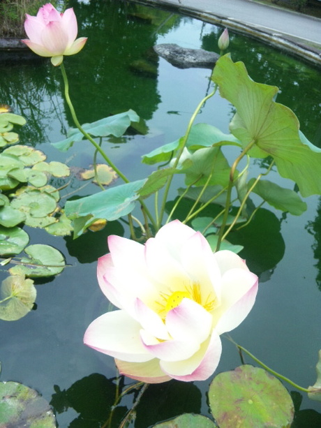 蓮の花