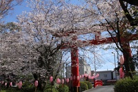 桜～富士市　米ノ宮神社～