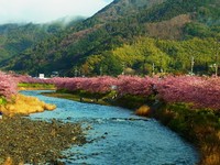 満開河津桜ノルディックウォーキング