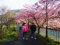満開河津桜ノルディックウォーキング