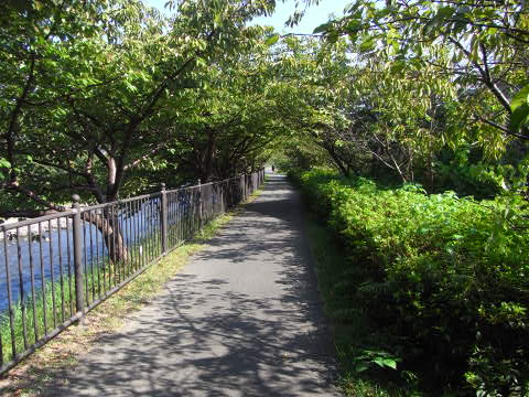 河津町　ノルディックウォーキング　１２ｋｍ