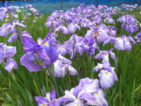 旅師発見！カワヅ花菖蒲園