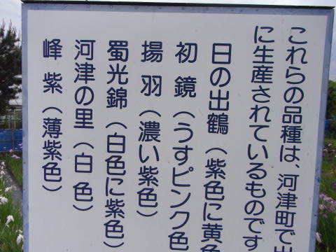 旅師発見！カワヅ花菖蒲園