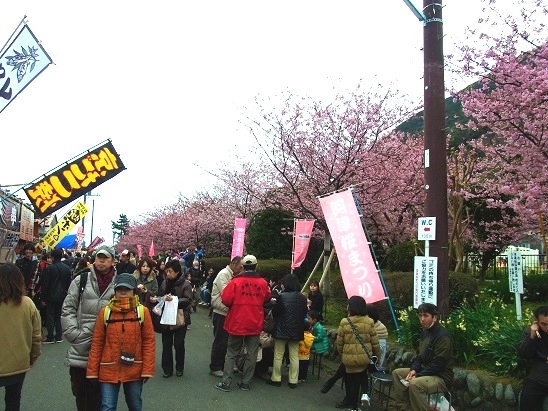 河津桜まつりログハウス付近
