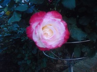 富士の花