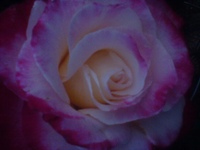 富士の花