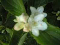 梅雨時の花