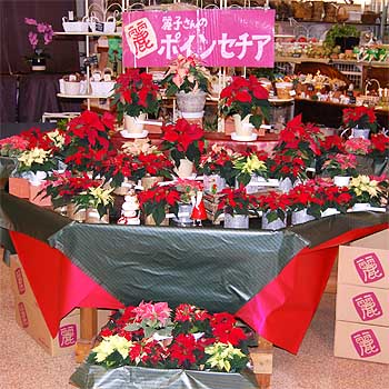 園芸界のマドンナ