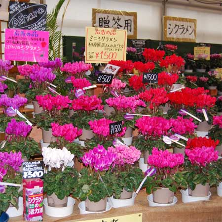 ご贈答用シクラメン