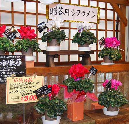 ご贈答用シクラメン