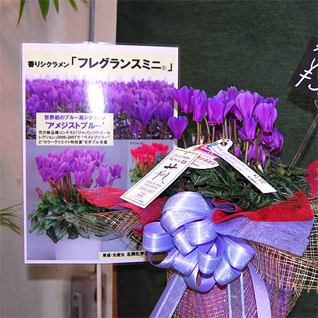 香りシクラメン