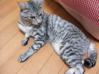 ４歳の猫☆