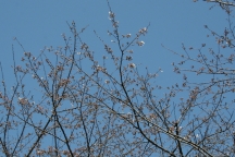 桜 箱根