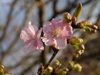 河津桜はまだ・・・