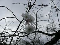 後の祭り　咲く花と燃ゆる葉