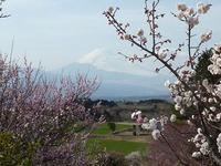 梅の香りに誘われて