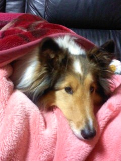 すっかり毛布犬。。。