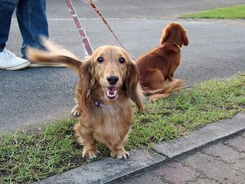 今日もお散歩日和でした～♪♪