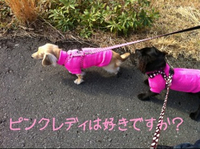 ♪動画♪ ピンクレディーだよ！