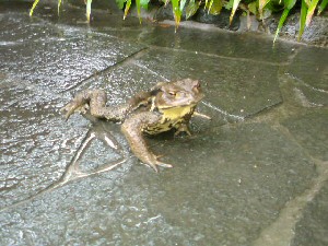 恐竜みたいなカエル