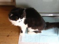 モノを言えぬものの体調管理