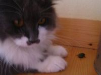 カナブンと遊ぶ